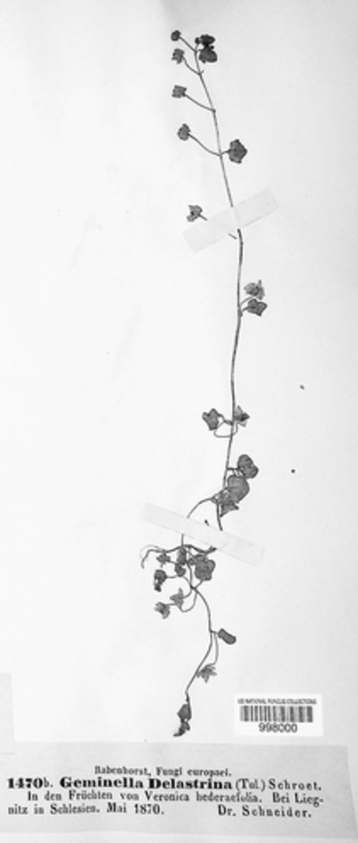 Schroeteria delastrina image
